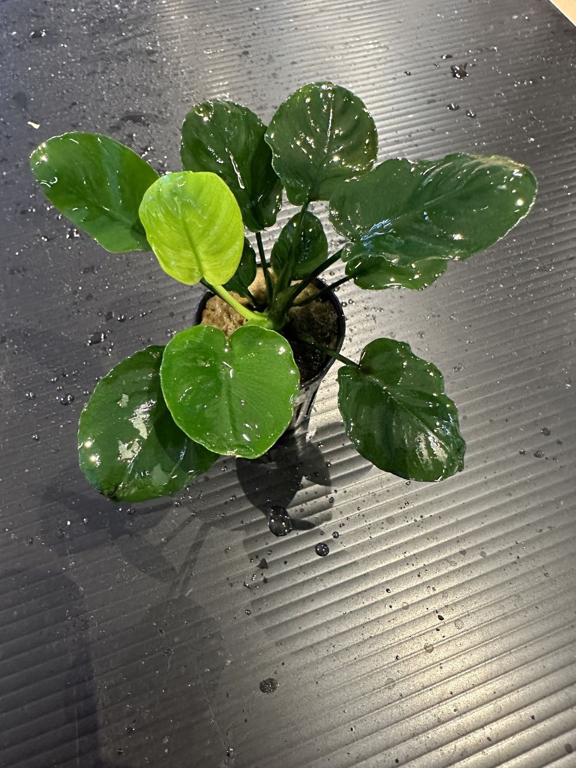 Anubias barteri round (golden coin)