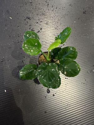 Anubias barteri round (golden coin)