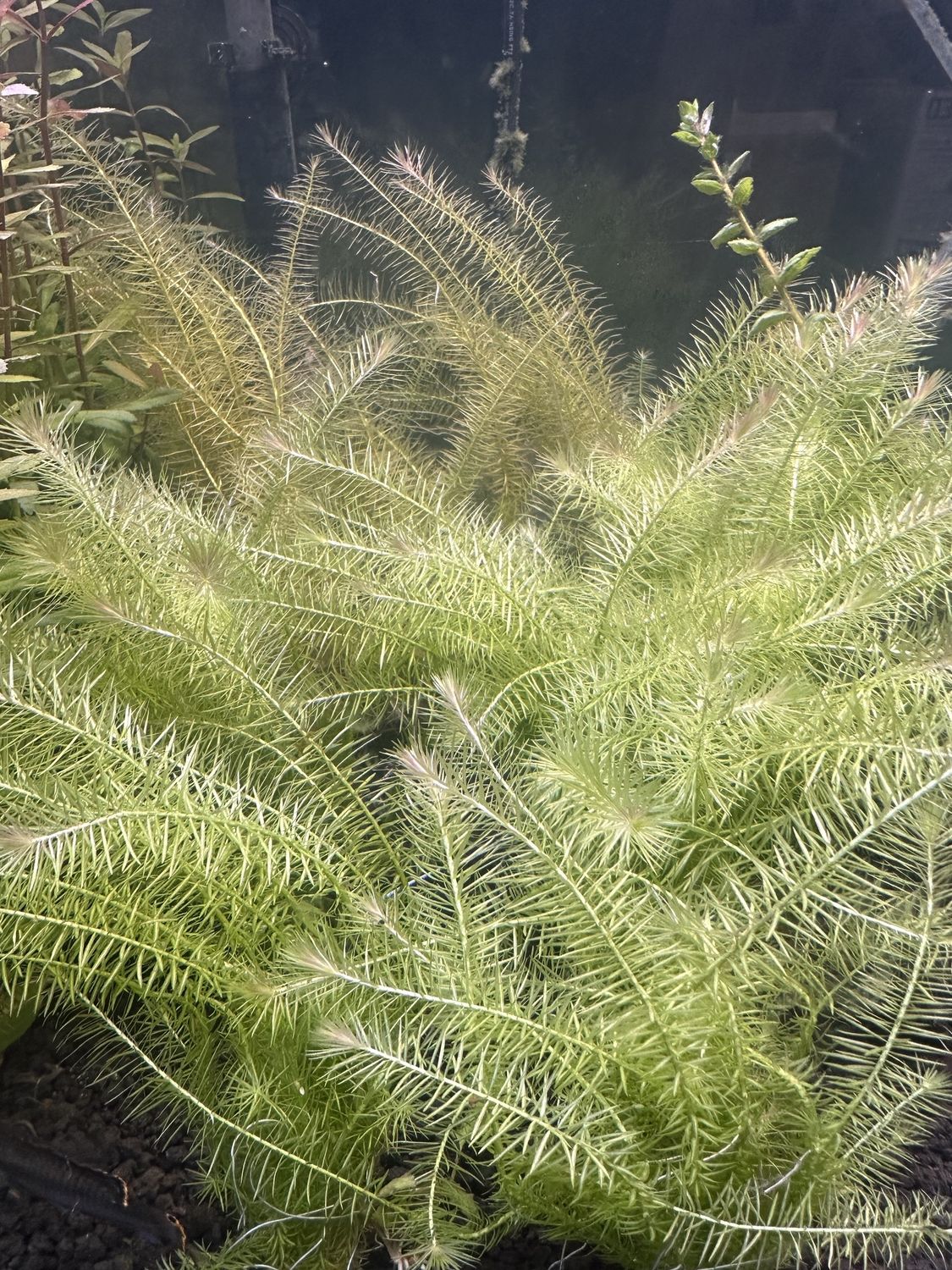 Mayaca fluviatilis