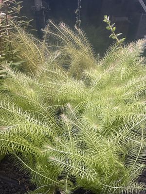 Mayaca fluviatilis