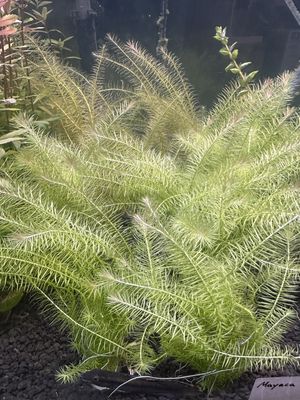 Mayaca fluviatilis