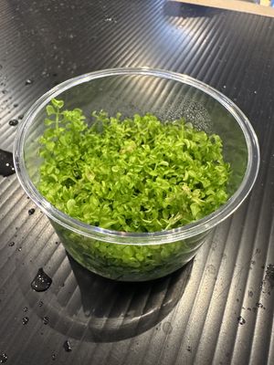 Micranthemum monte carlo T/C CUP