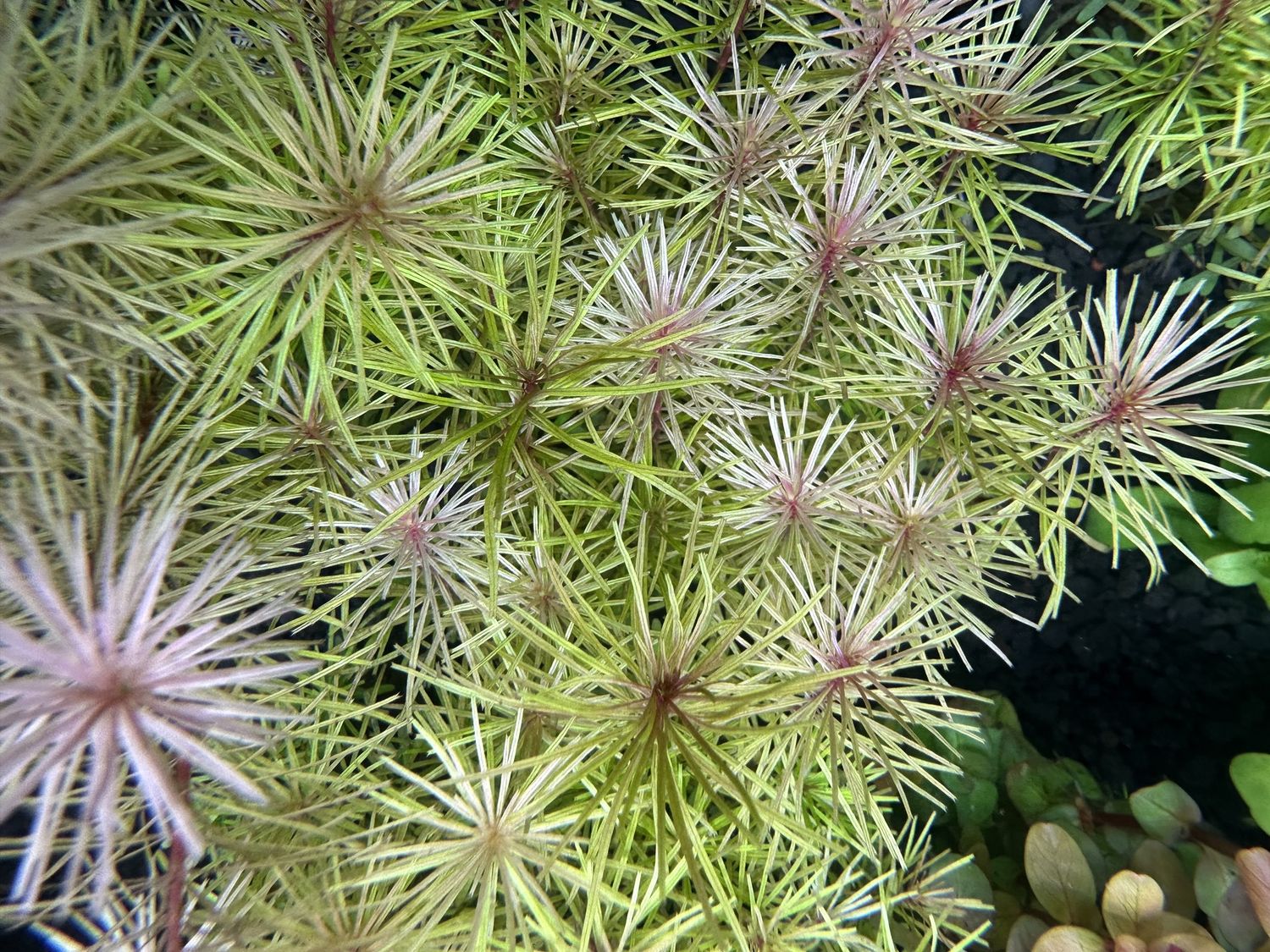 Rotala wallichii