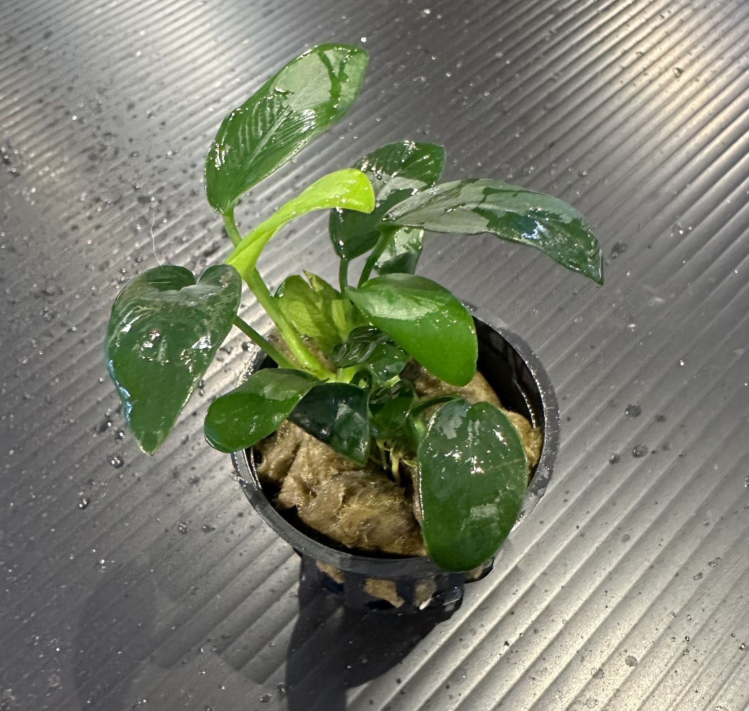 Anubias barteri var nana