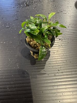 Anubias chili jalapeno