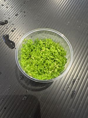 Micranthemum monte carlo T/C CUP