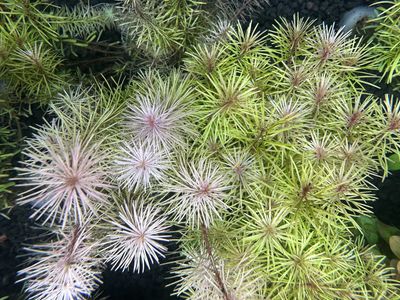 Rotala wallichii