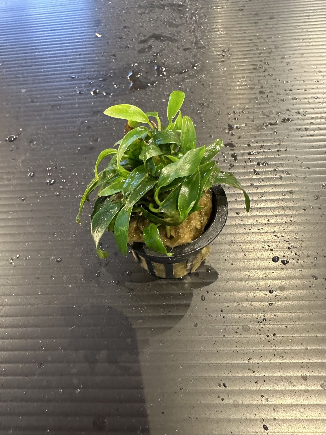 Anubias chili jalapeno