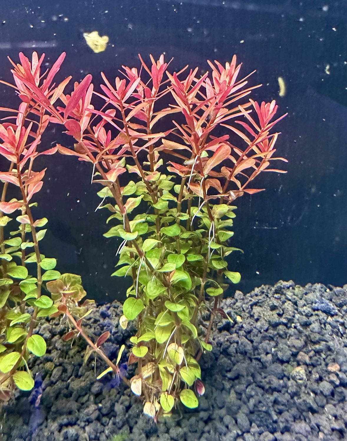 Rotala HRA