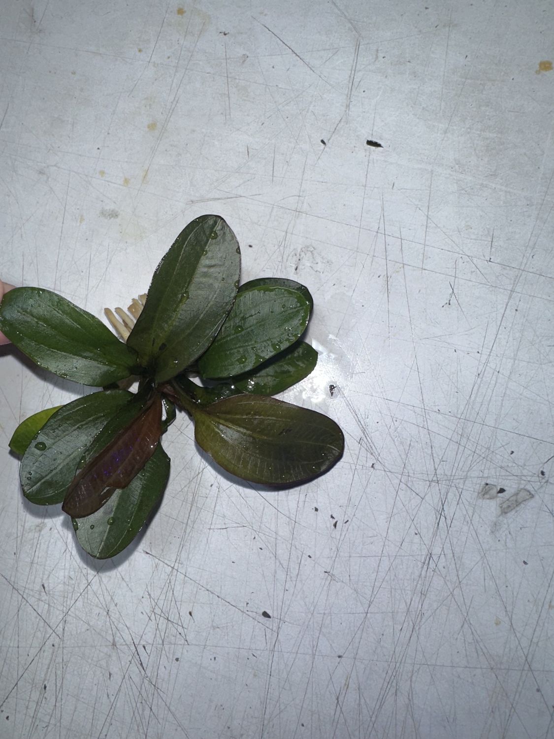 Echinodorus hadi red pearl