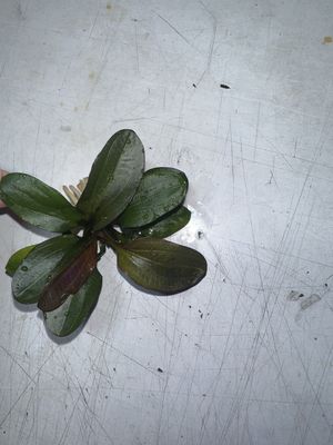 Echinodorus hadi red pearl
