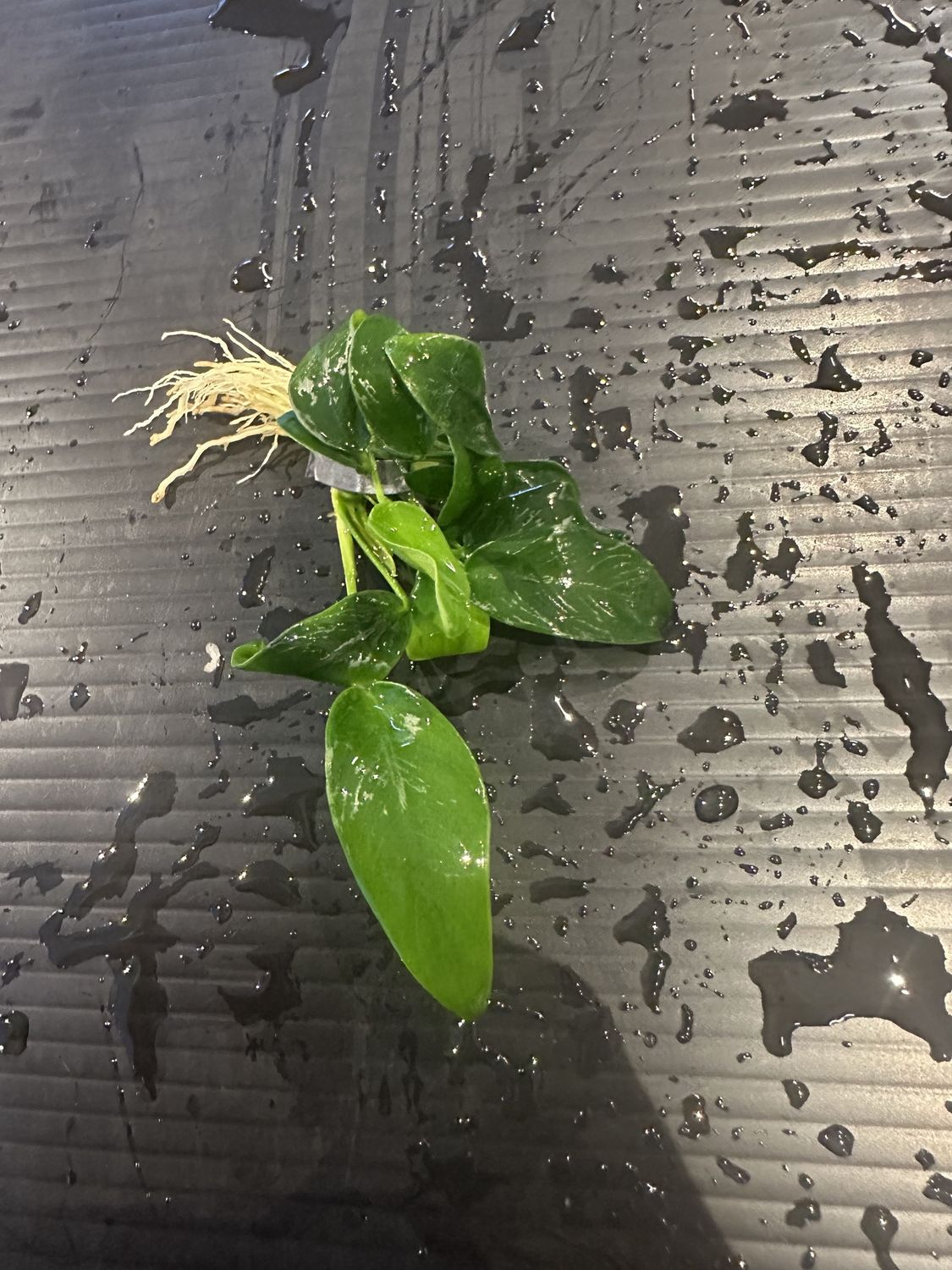 Anubias barteri var nana (bonsai)