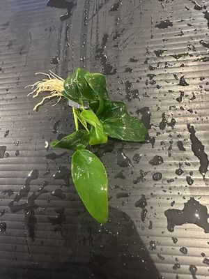 Anubias barteri var nana (bonsai)
