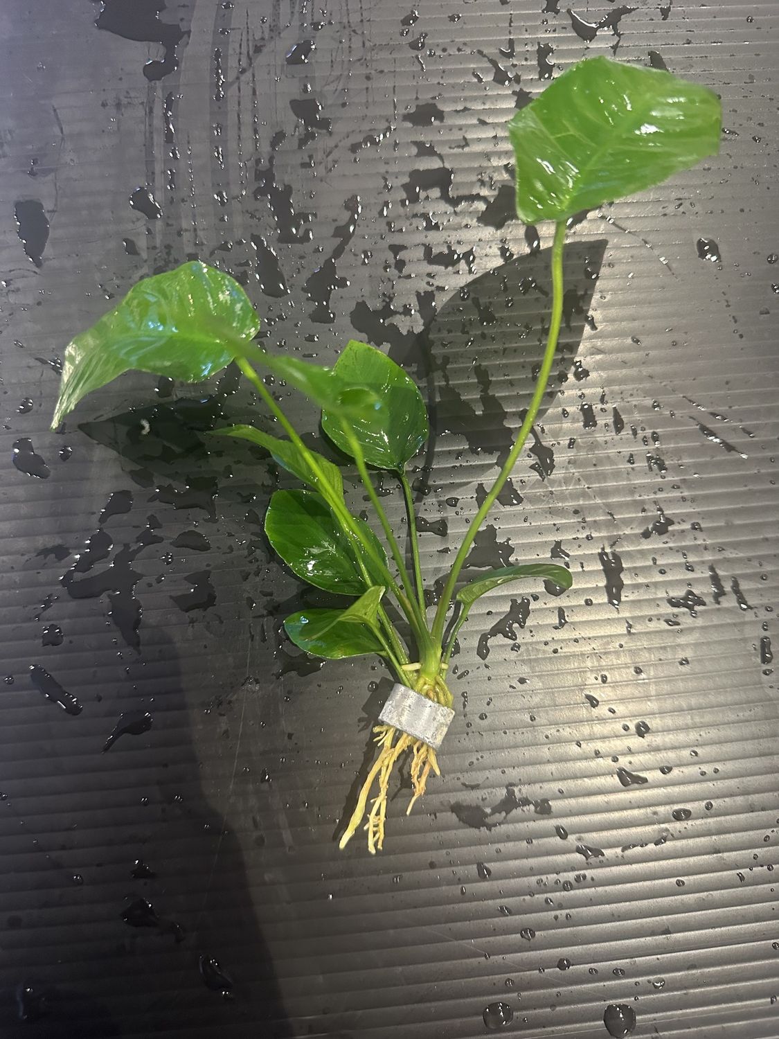 Anubias barteri striped