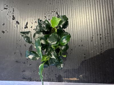 Anubias barteri dark angel