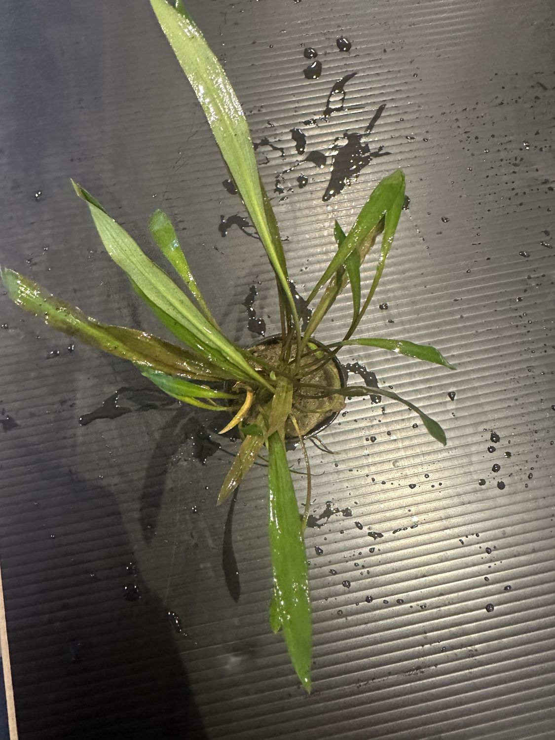 Cryptocoryne spiralis tiger