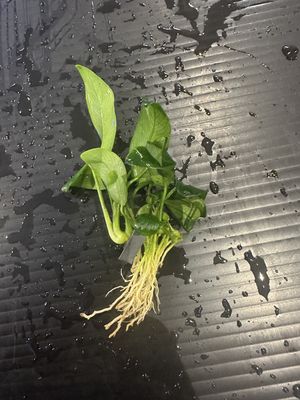 Anubias barteri var nana (bonsai)