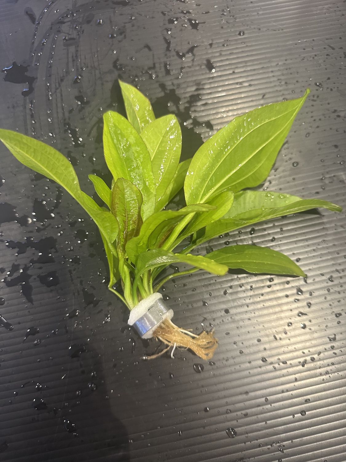Echinodorus rose