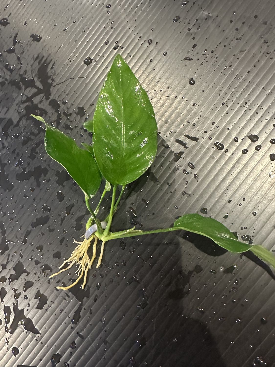 Anubias barteri var nana (tall)