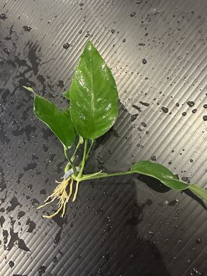 Anubias barteri var nana (tall)