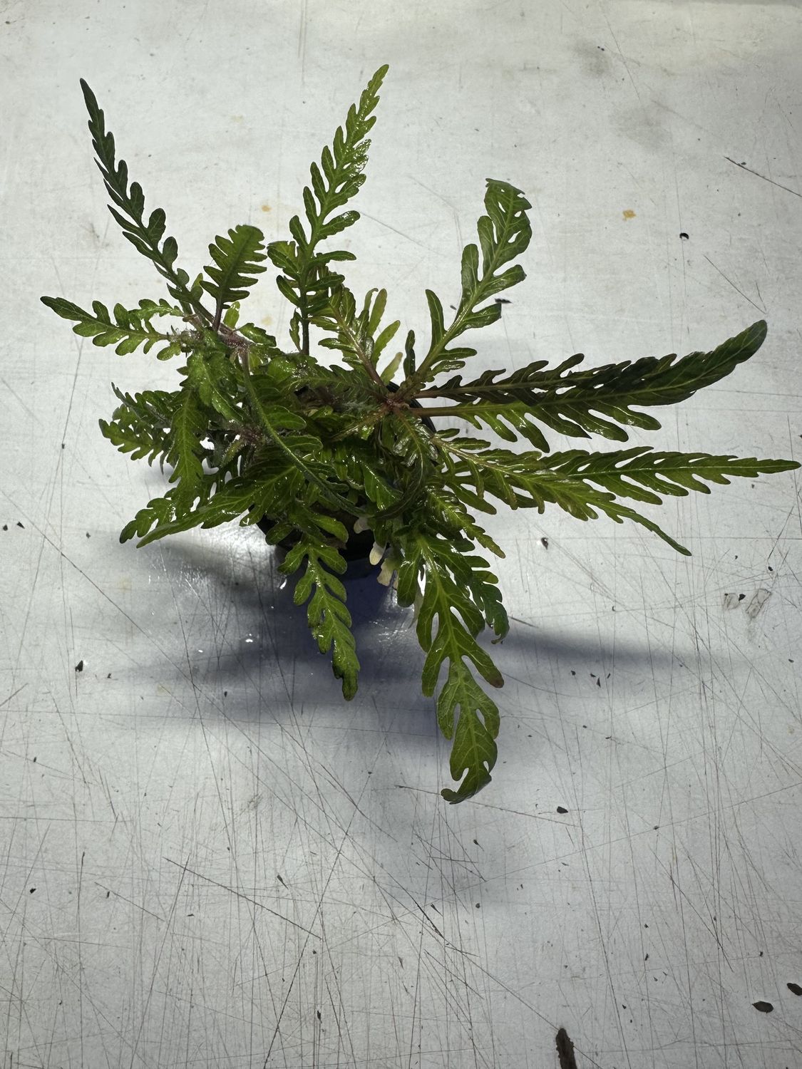 Hygrophila pinnatifida