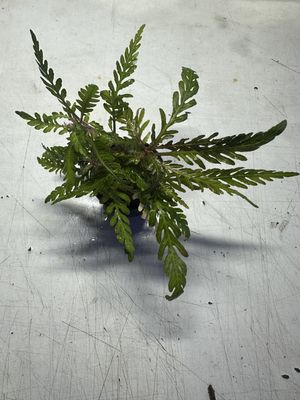 Hygrophila pinnatifida