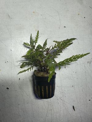 Hygrophila pinnatifida