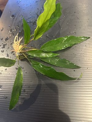 Anubias barteri var. glabra (minima) (L) 20cm