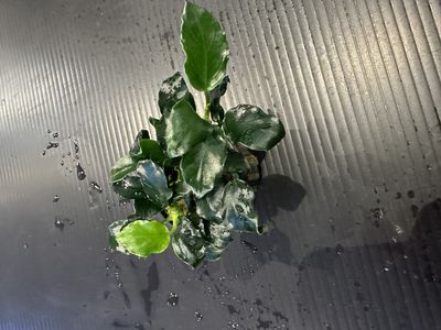 Anubias barteri dark angel
