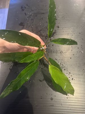 Anubias barteri var. glabra (minima) (L) 20cm