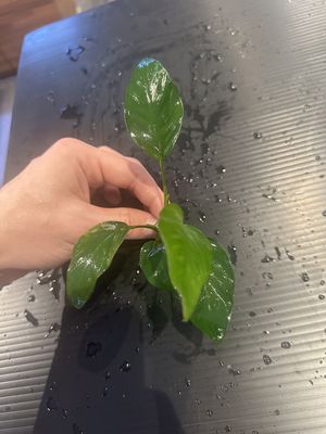 Anubias barteri var nana (tall)