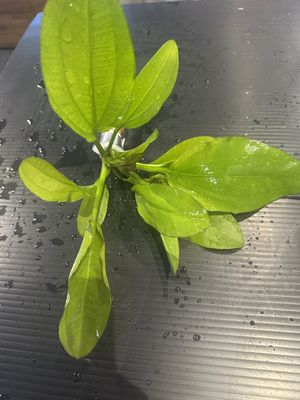 Echinodorus rose
