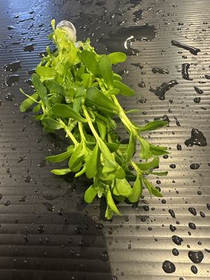 Hedyotis salzmannii (Microcarpaea)