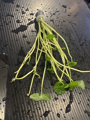 Hydrocotyle verticillata