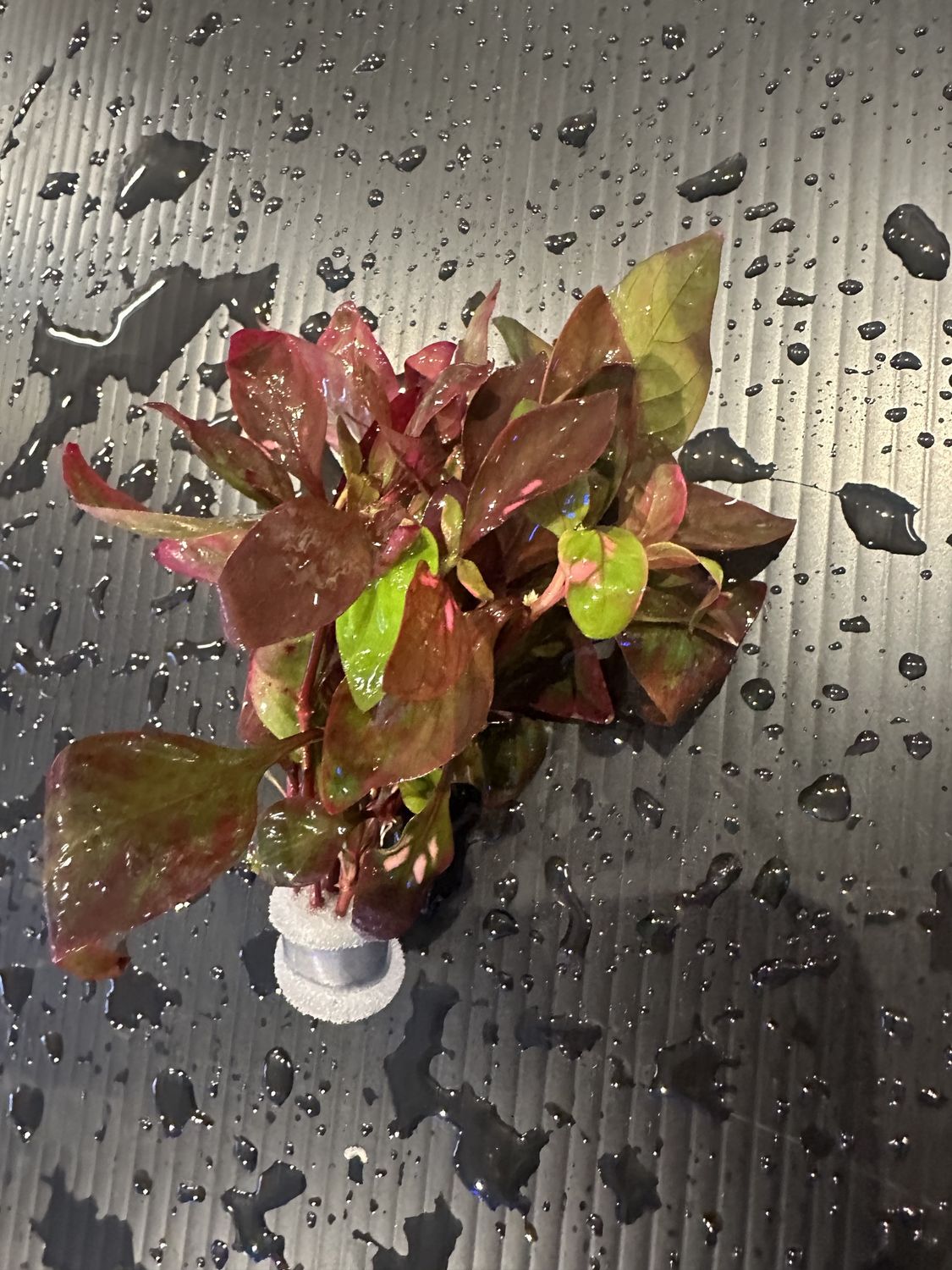 Alternanthera reineckii red broad