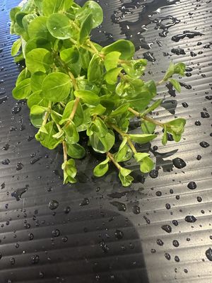 Rotala ceylon
