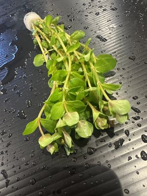 Rotala rotundifolia orange juice