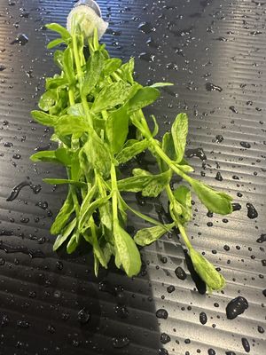 Bacopa monnieri variegatus