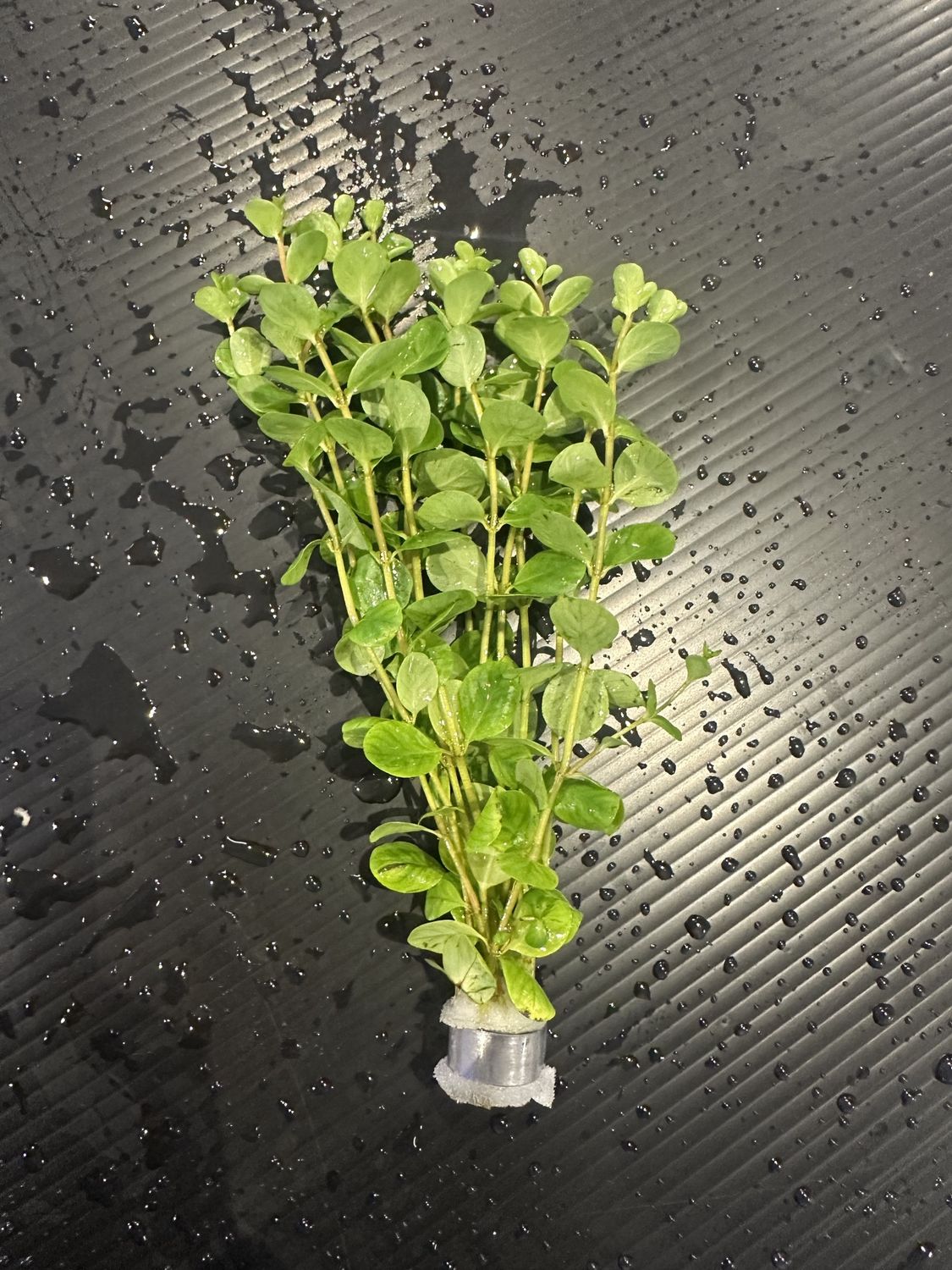 Rotala ceylon