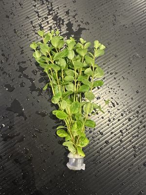 Rotala ceylon