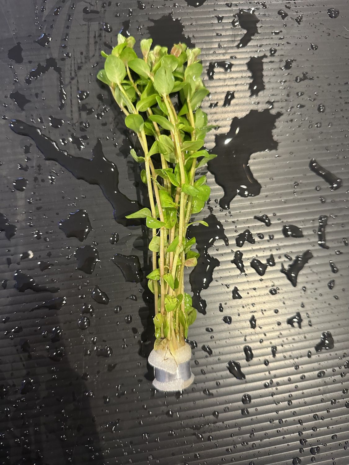 Rotala rotundifolia orange juice
