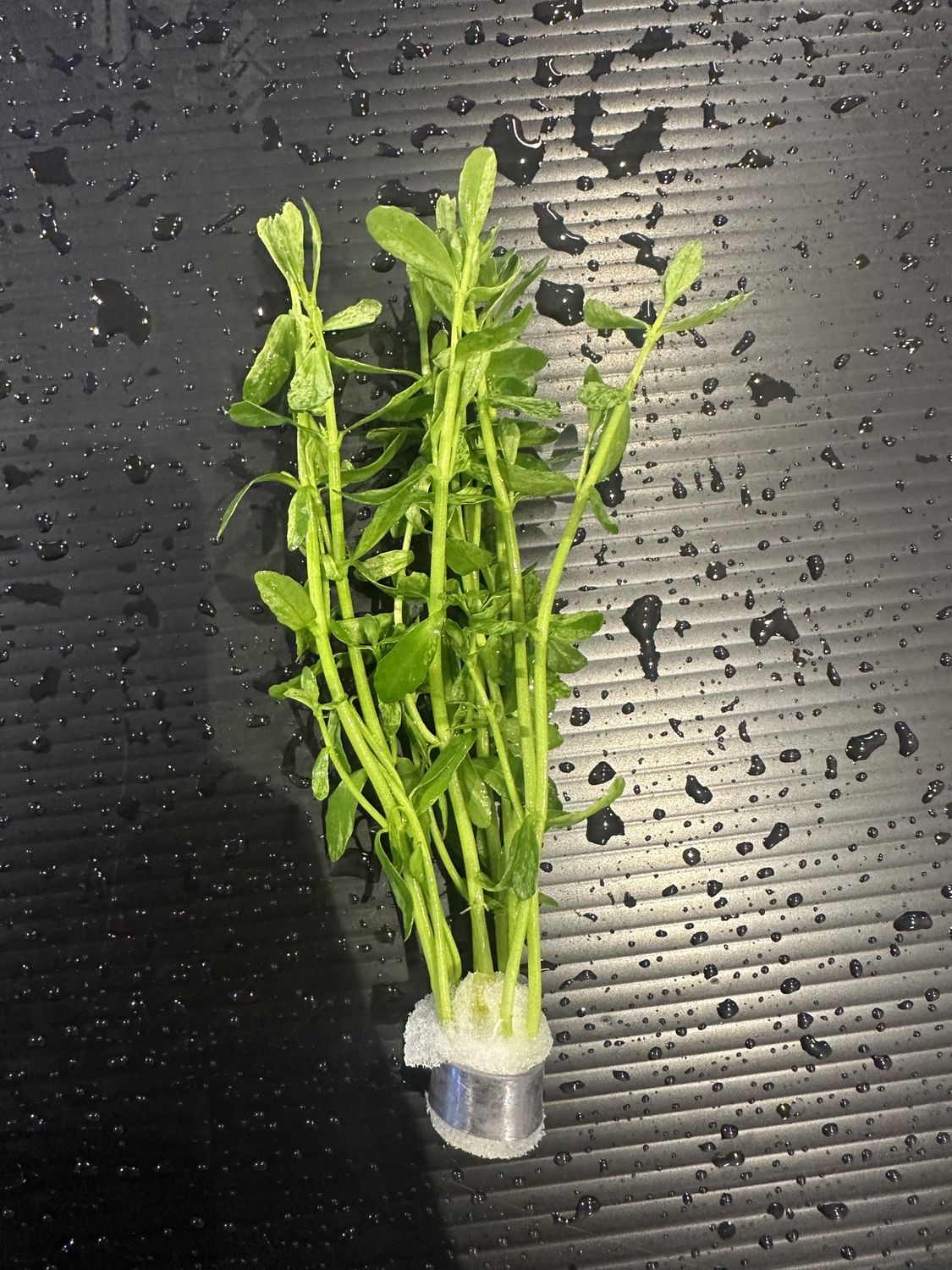 Bacopa monnieri variegatus