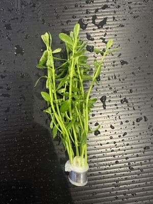 Bacopa monnieri variegatus