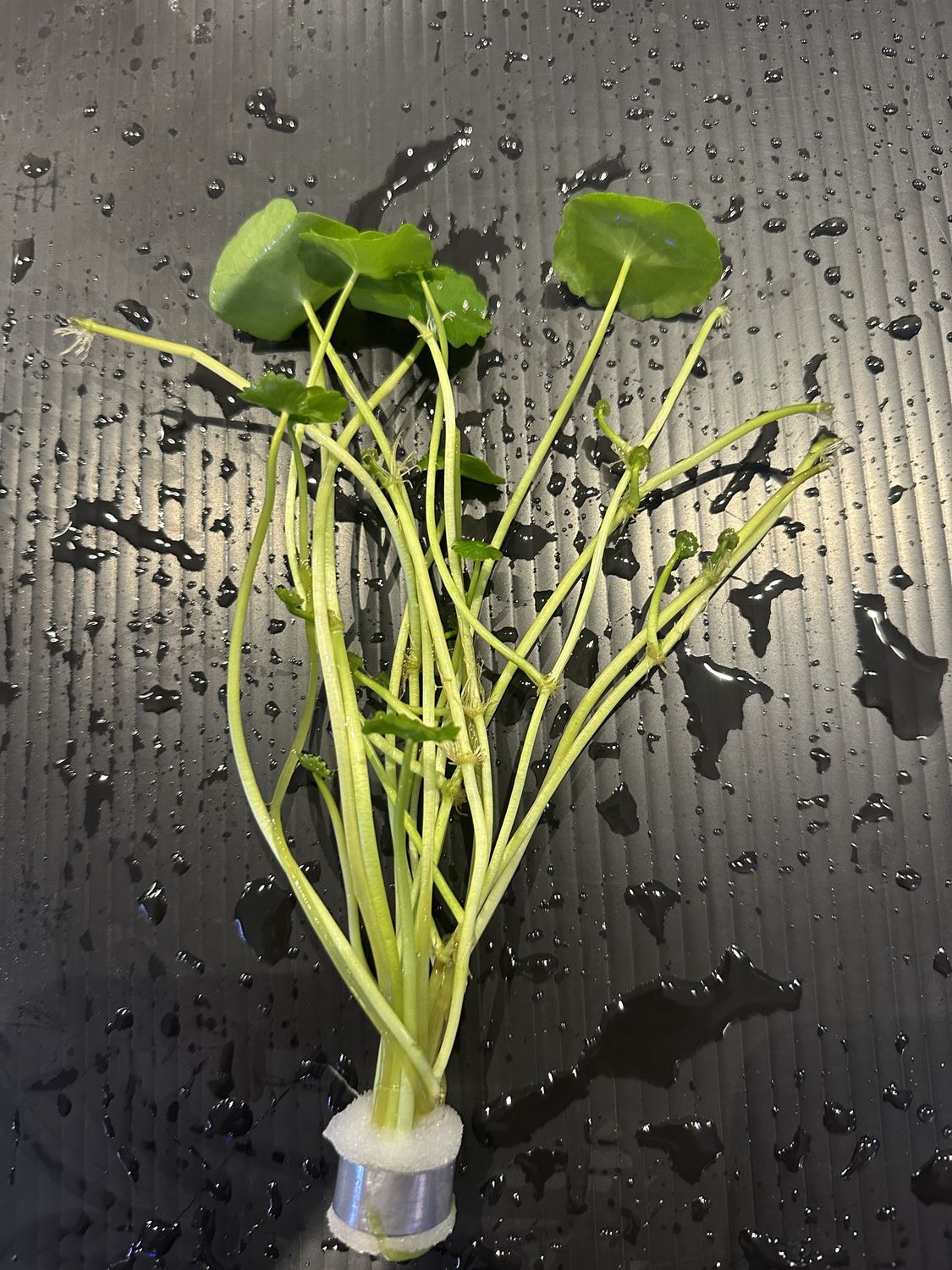 Hydrocotyle verticillata