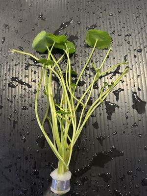 Hydrocotyle verticillata