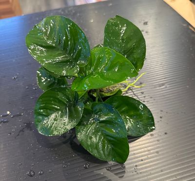 Anubias
