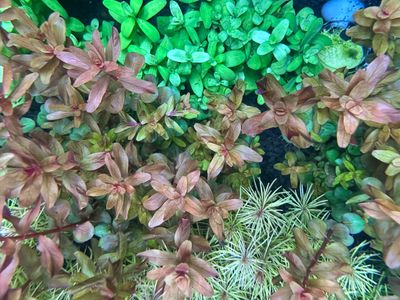 All Plants