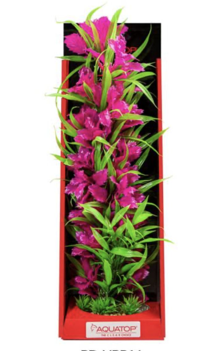 AQT Pink Passion Plant