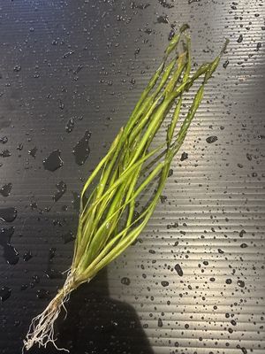 Plant Giant corkscrew vallisnaria
