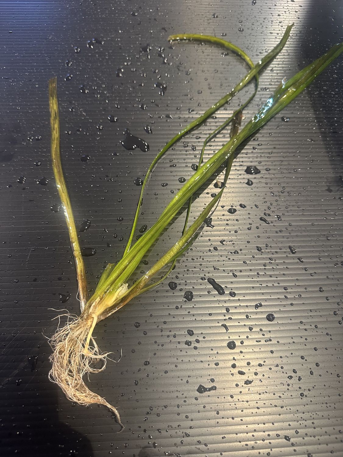 Plant Jungle vallisneria